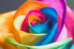 Как покрасить живые цветы Как покрасить живые цветы