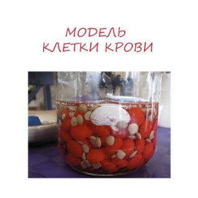 модель клетки крови
