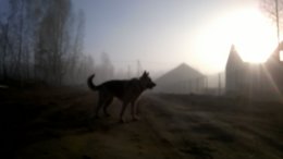 Я люблю свою собаку: познакомьтесь: 